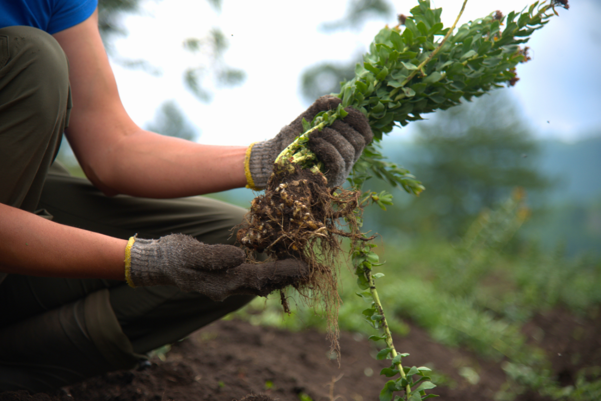 Rhodiola Rosea, the Adaptogen for Focus Under Pressure