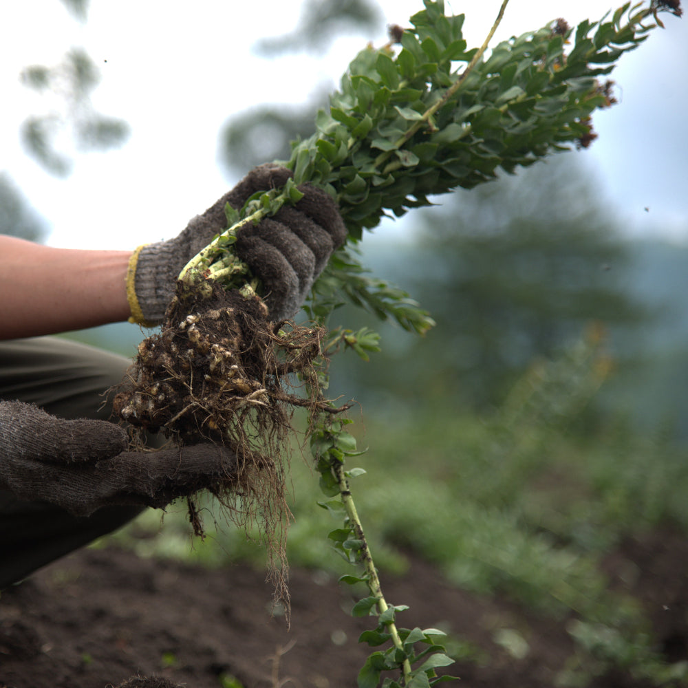 Person holding Rhodiolife Rhodiola Rosea Root in a natural setting