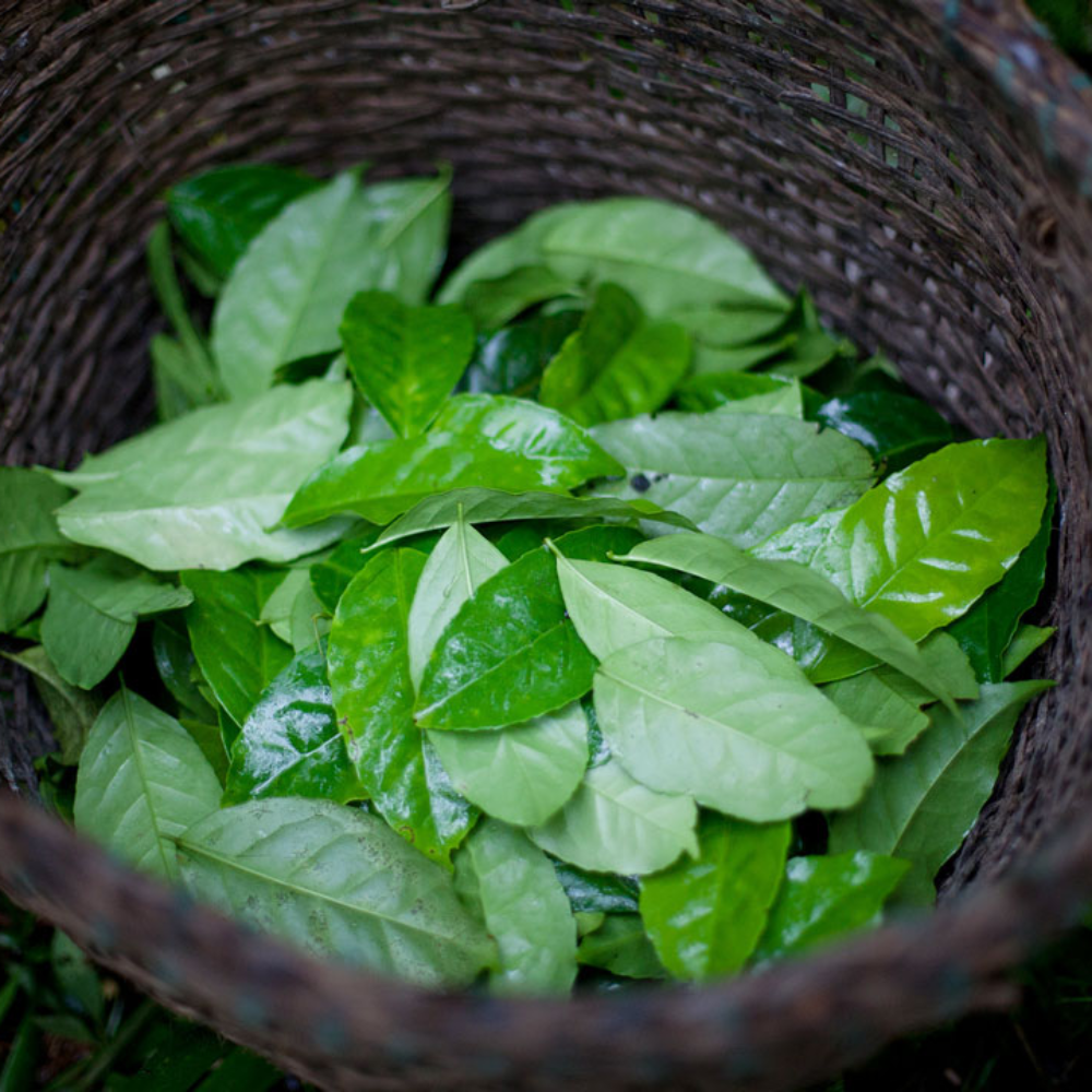 Wicker basket filled with organic guayusa leaves on a natural background