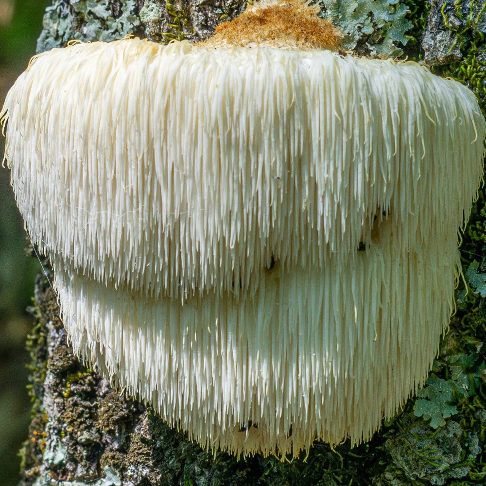 Organic Lion's Mane growing on a tree