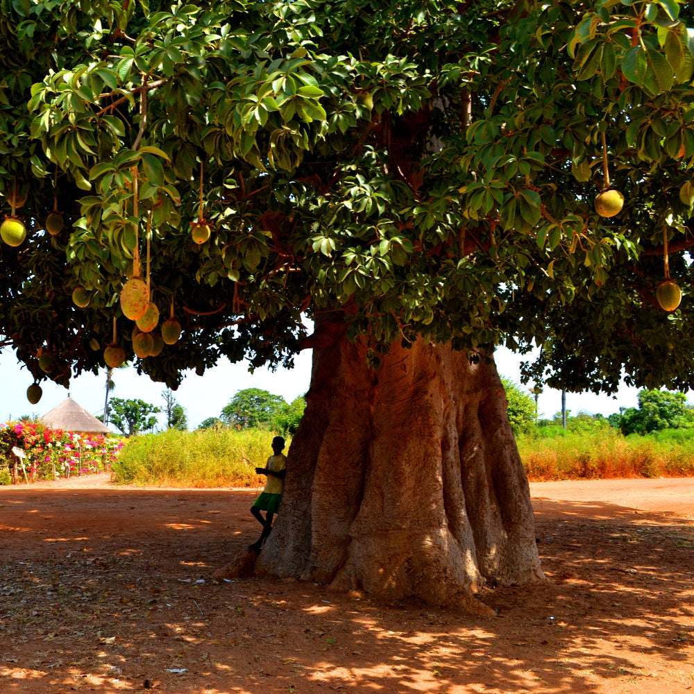 Large Baobab tree with hanging Baobab fruits in a rural setting