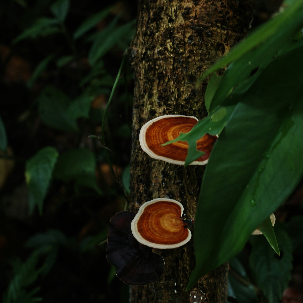 Reishi mushroom growing on a tree trunk in a forest setting